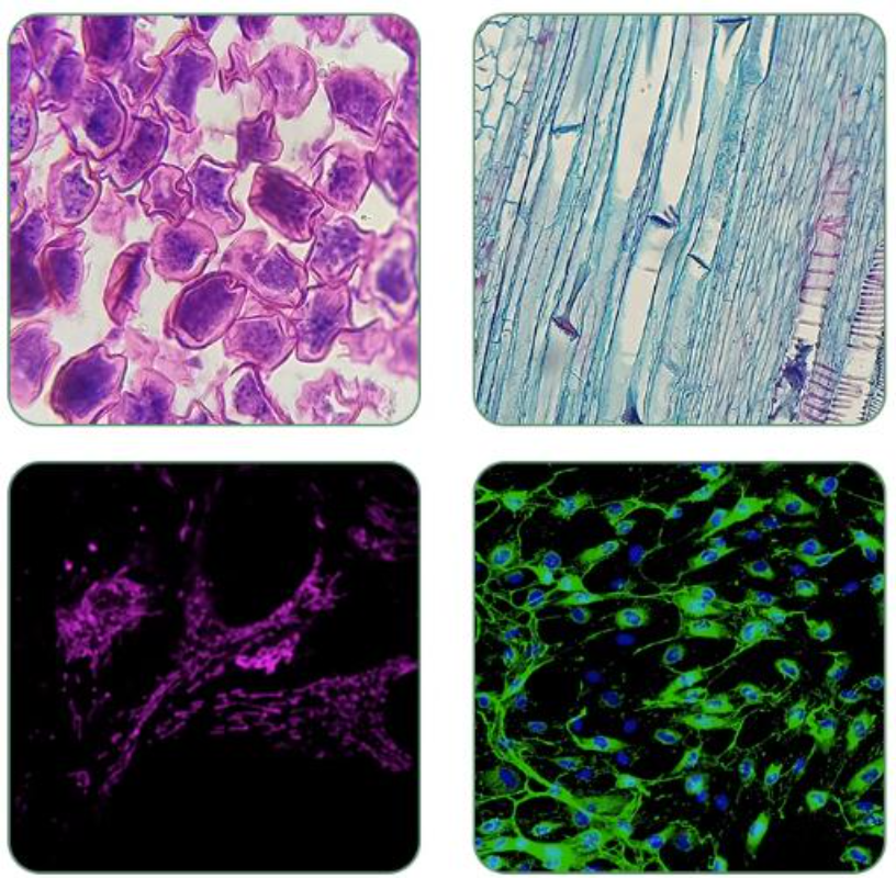 1PC RMS Thread Infinity System Semi-apochromatic Plan Fluorescent Objective Lens