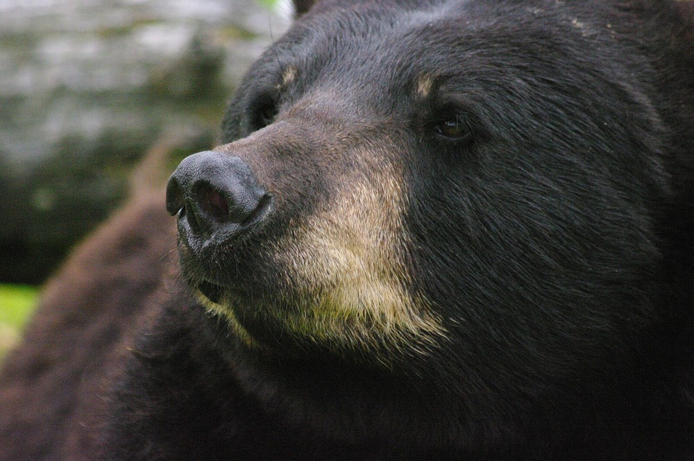 Black Bear Taxidermy Reference Photo Cd
