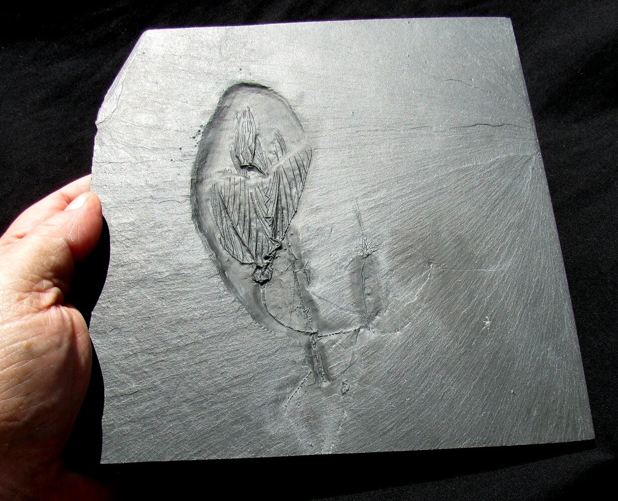 EXTREMELY RARE BUNDENBACH MULTIPLE CRINOID FOSSIL PLATE - THREE DIFFERENT TYPES!