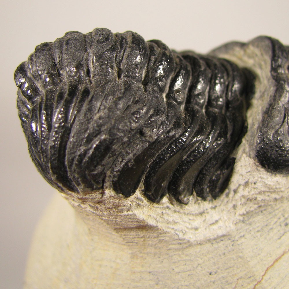 1.9" Phacops TRILOBITE Fossil on Matrix - Devonian Age - Morocco