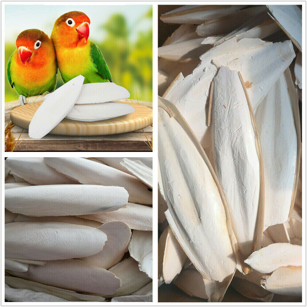 10/20PC 1.6-2.4" Cuttlebone for Birds Parrot Chewing Cuttle Bone for Sharp Beaks