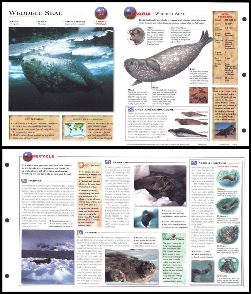 Fold-Out Sheet - Weddell Seal - 39