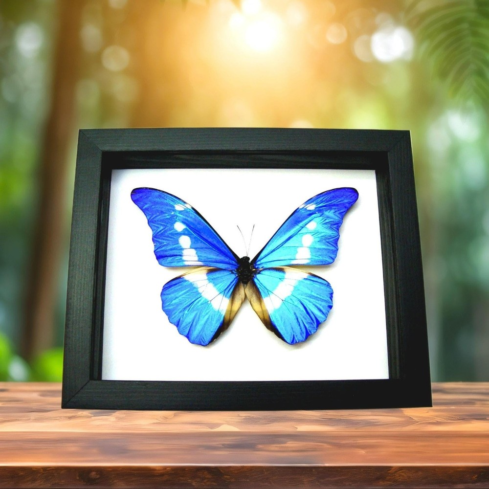 Blue Morpho Butterfly - Real Specimen Framed Black Shadowbox