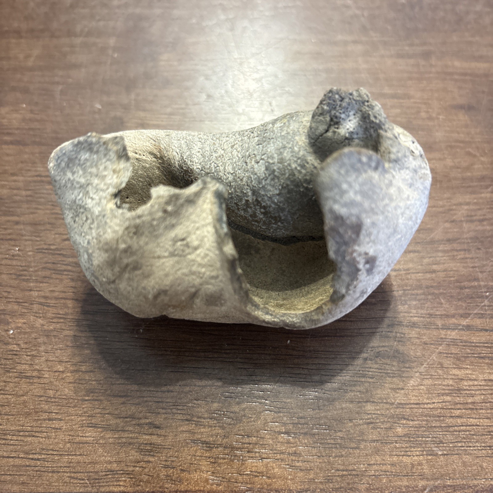 3 Inch Fossilized Whale Ear Bone Concave Rare