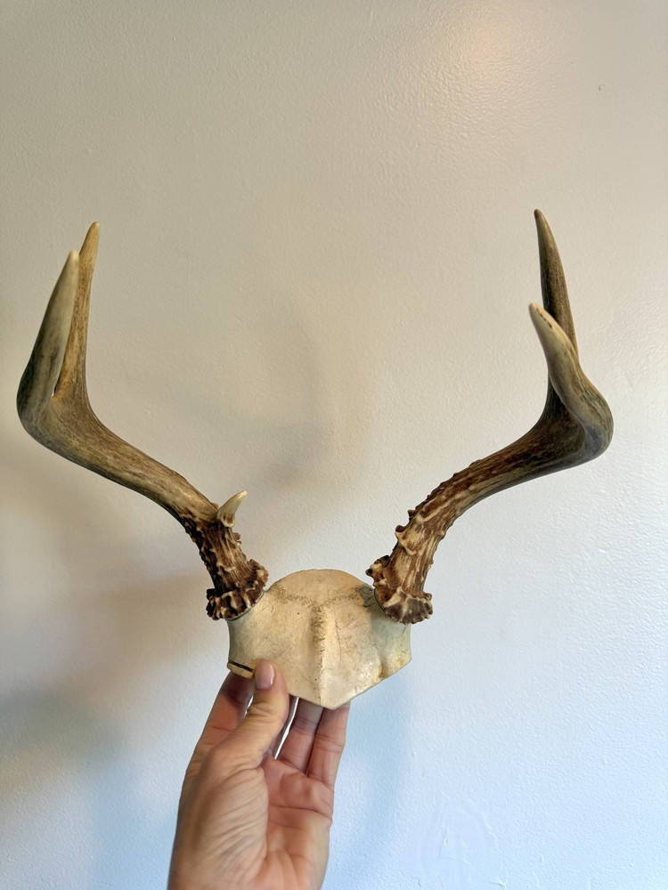 Skull Cap Deer Antlers