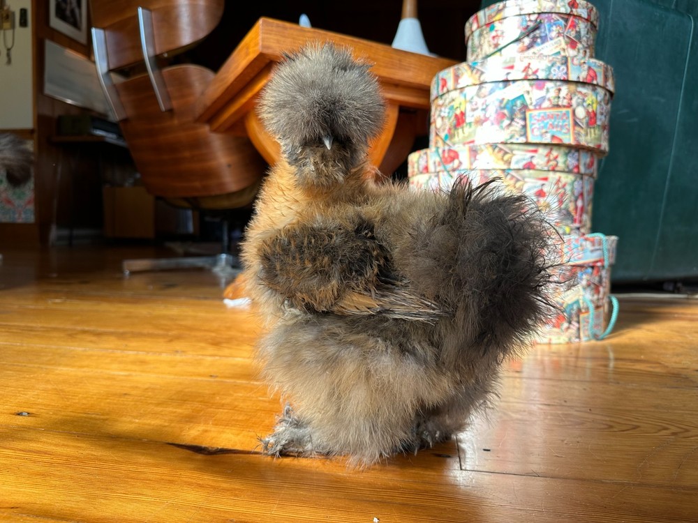 Silkie Hatching Eggs- breeder/show quality