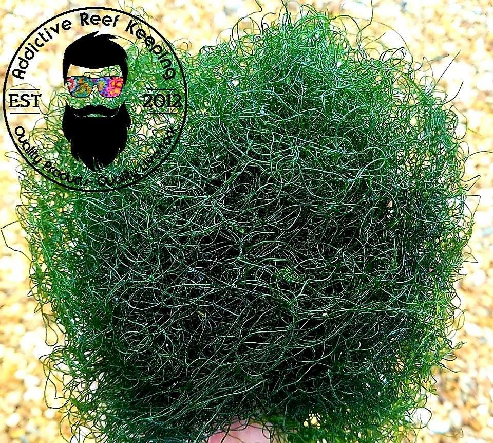 2" Frag Chaetomorpha Macro Algae Chaeto for Copepods Amphipod Reef