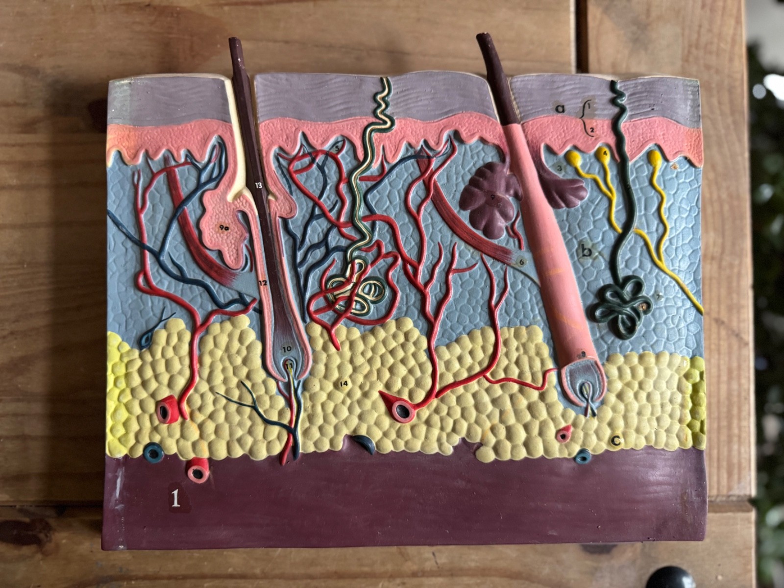 Vintage anatomical model of SKIN Hair follicle & sweat glands