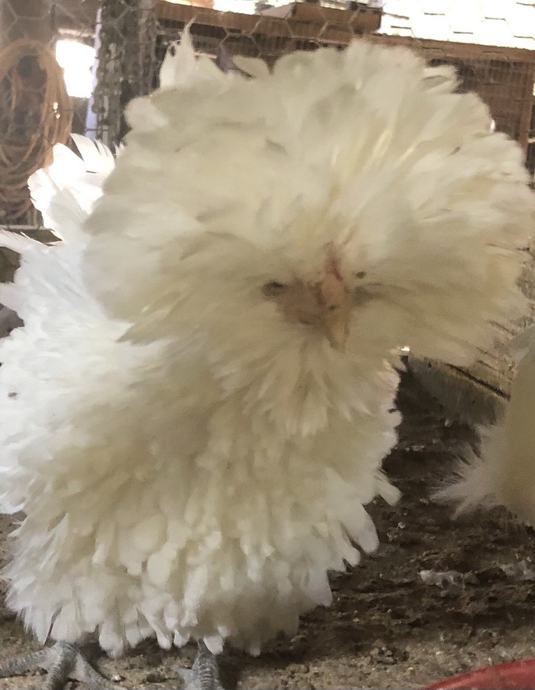 White Polish Frizzle Bantam Hatching Eggs 15+NPIP