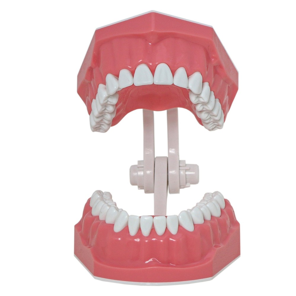 Dental Brushing Flossing Practice Teeth Typodont Model Teaching Studying M7010-1