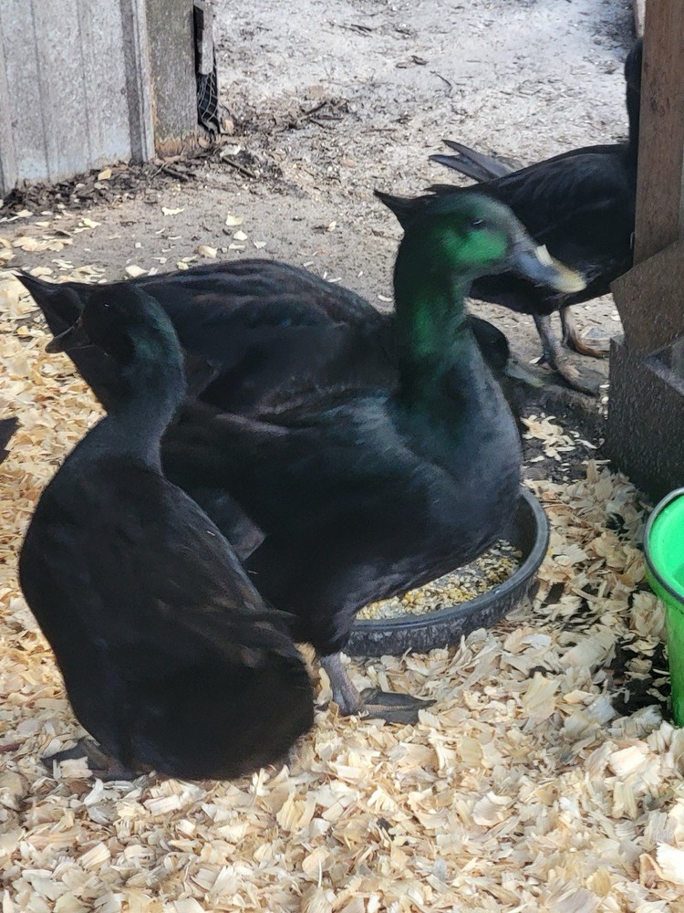 Cayuga Duck Hatching 6 Pack only Fertile Eggs