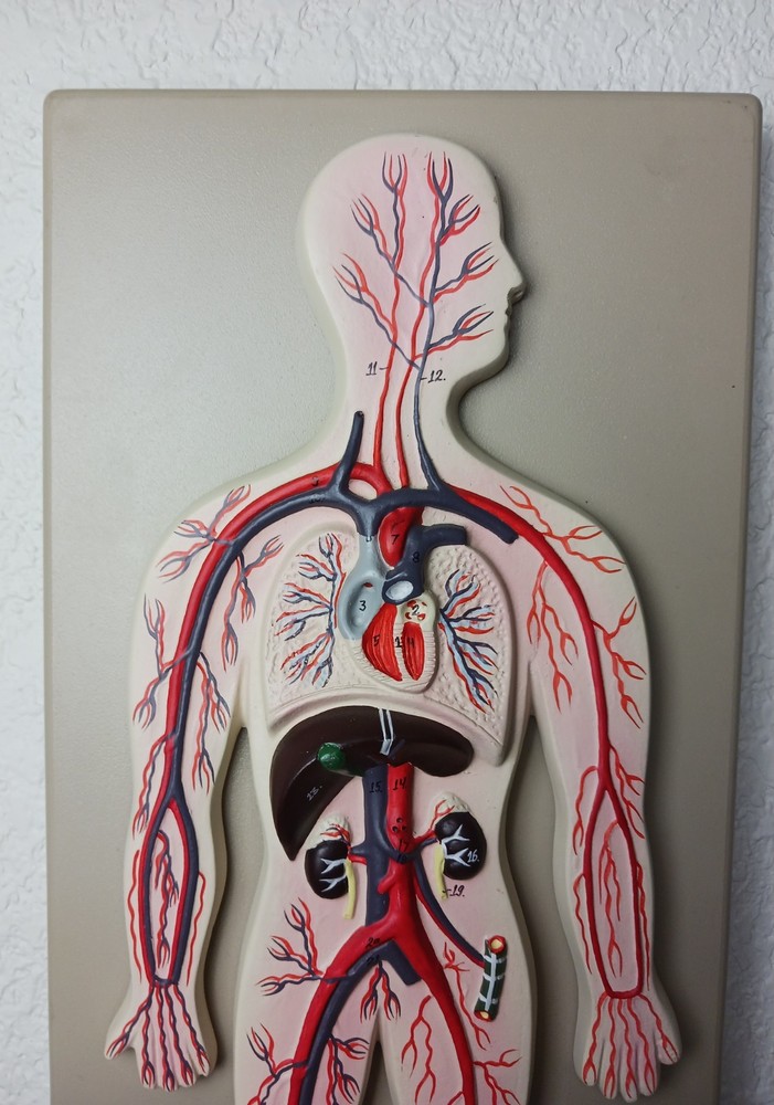 Labs Human Circulatory System Model, Hand Painted