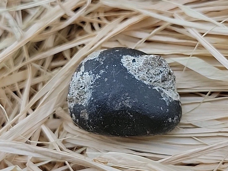 Real Permineralized Reptile Egg Fossil