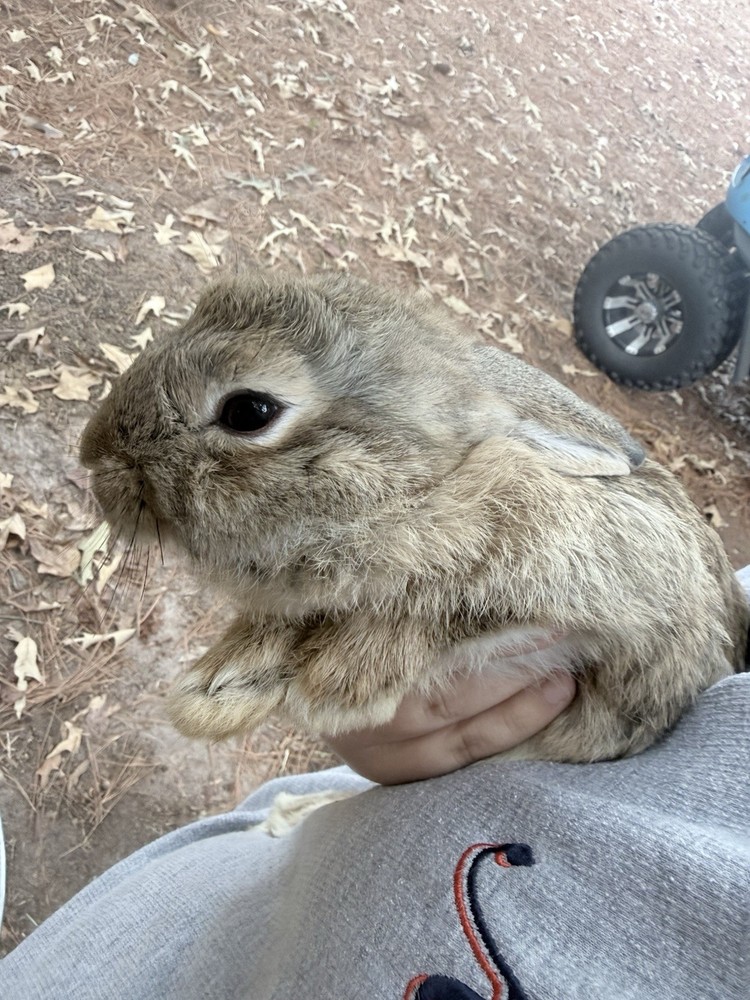 🐇 BUNNIES FOR SALE🐇