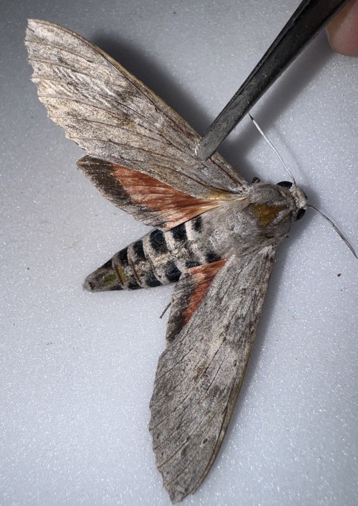 ELLO SPHINX MOTH BY Female -1.   Not A-1