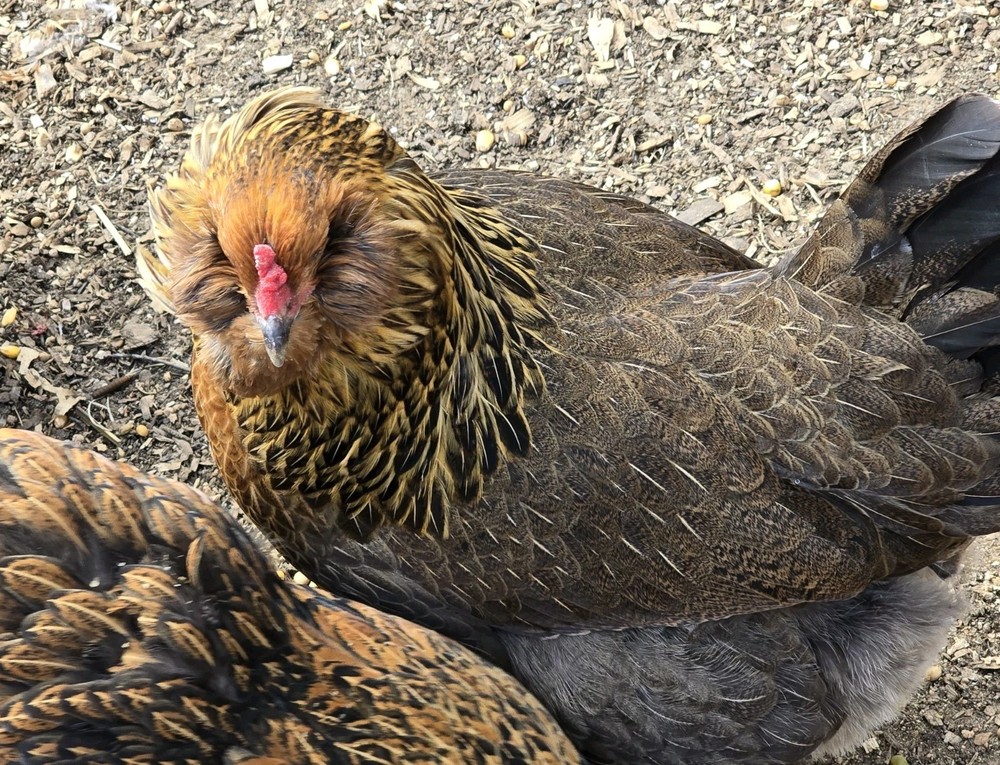 Chicken Hatching