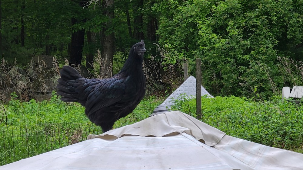 Ayam Cemani Hatching Eggs - ( 12 )