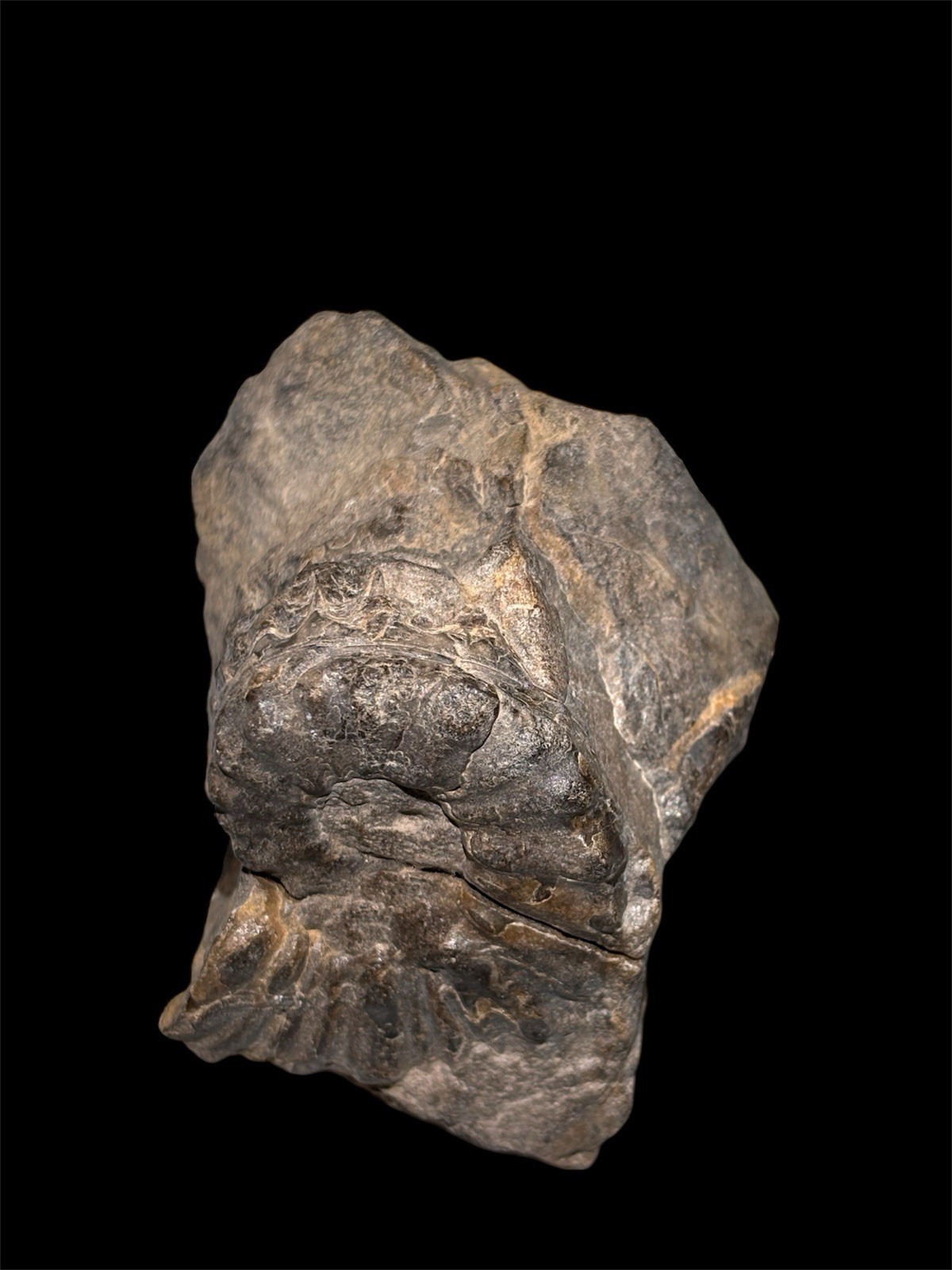 Ammonite Fossil Bundle Lot of 5 Specimens