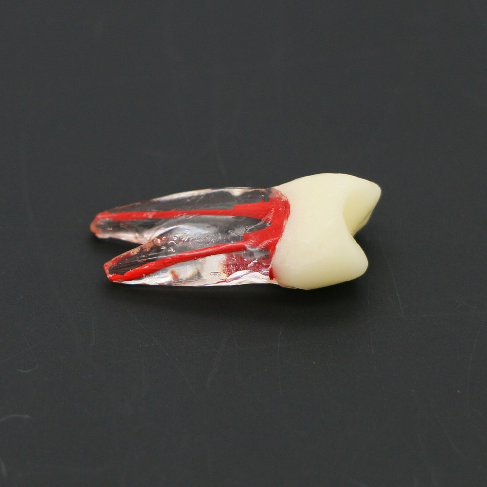US Dental Root Canal Practice Model Teeth Pulp Study RCT Endo File 7 Sizes