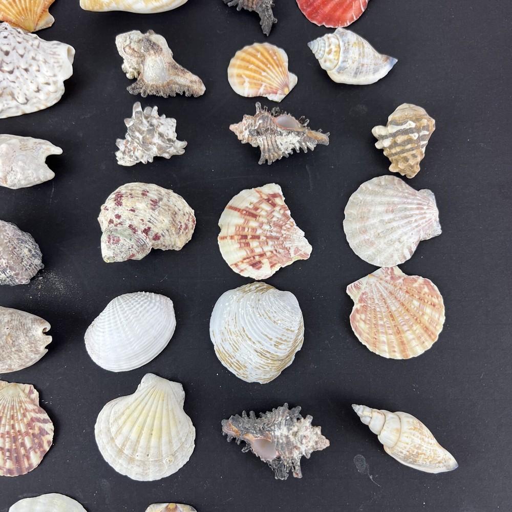 Natural Seashell Lot Various Shapes Sizes & Textures 40+