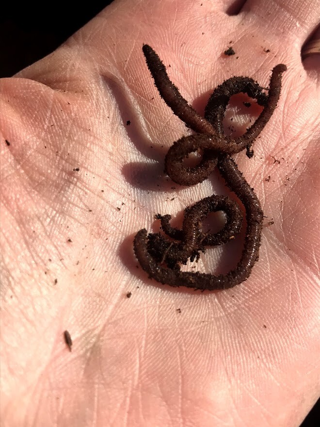 2000 Red Wiggler Worms for Organic Gardening Vermicomposting Vermi