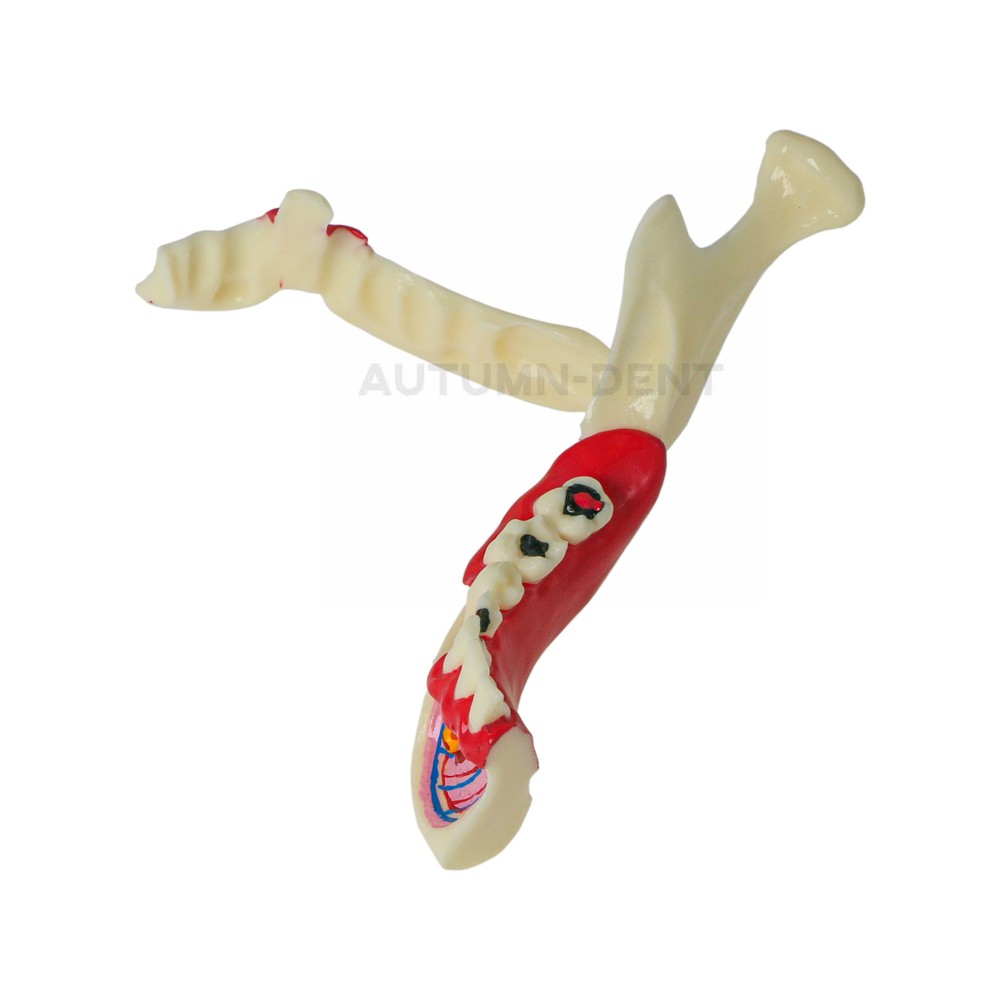Dental Mandibular Tissue Teeth Anatomical Model Patient Teach Study Education