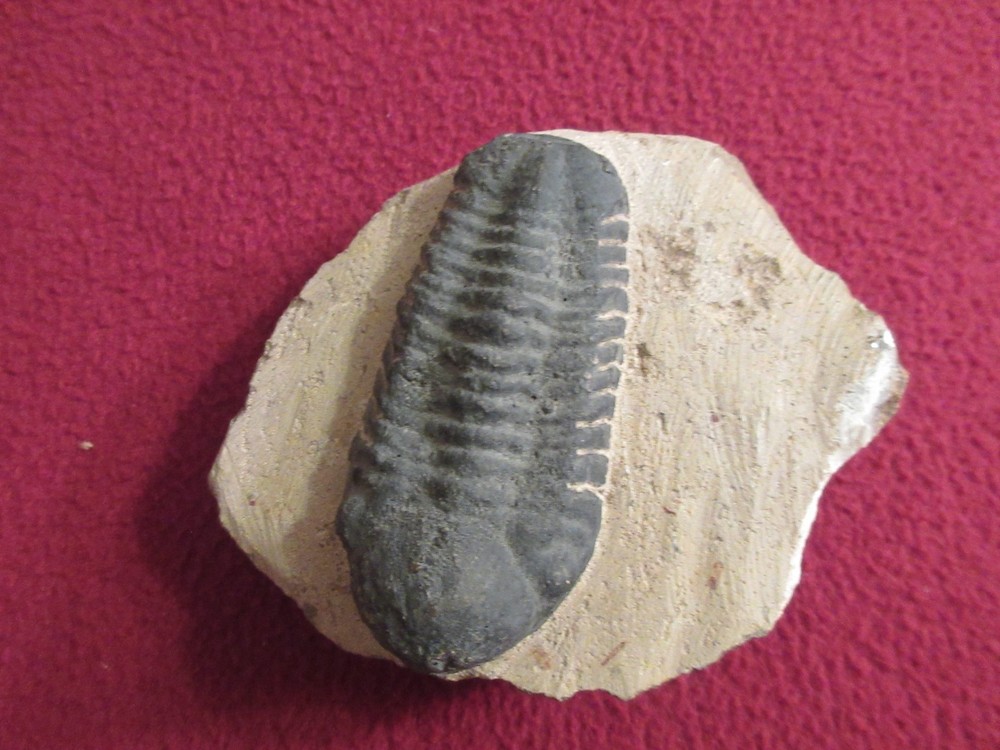 Fossil trilobite 9.2oz
