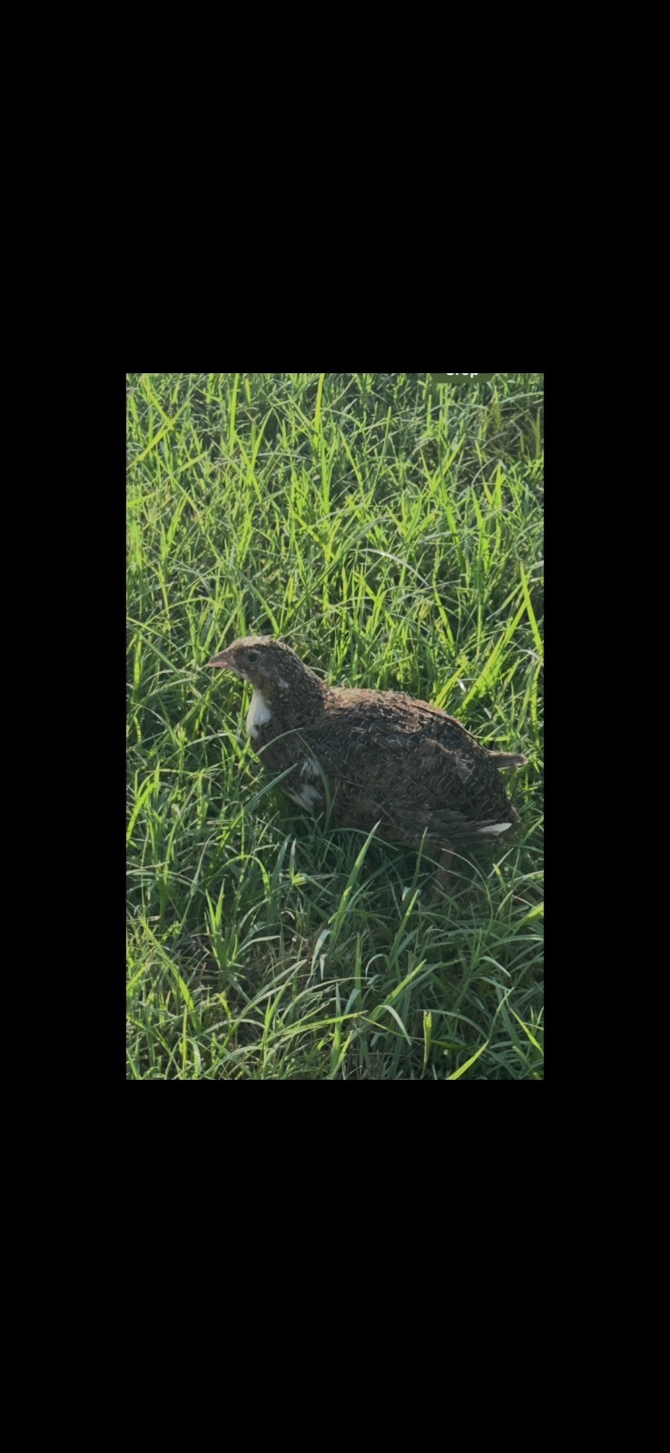 25+ **RARE COLORS** Celadon Blue Coturnix Quail Hatching Eggs