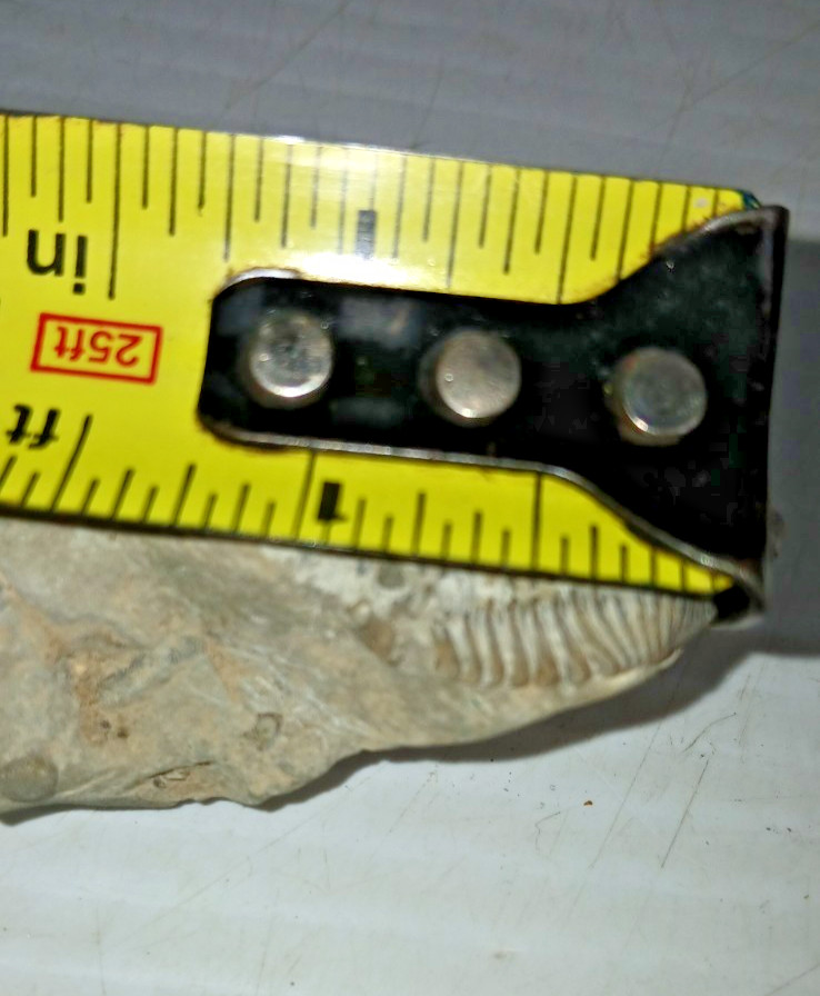 Trilobite Fossil
