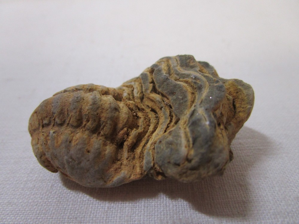 Trilobite Fossil Genuine 2"