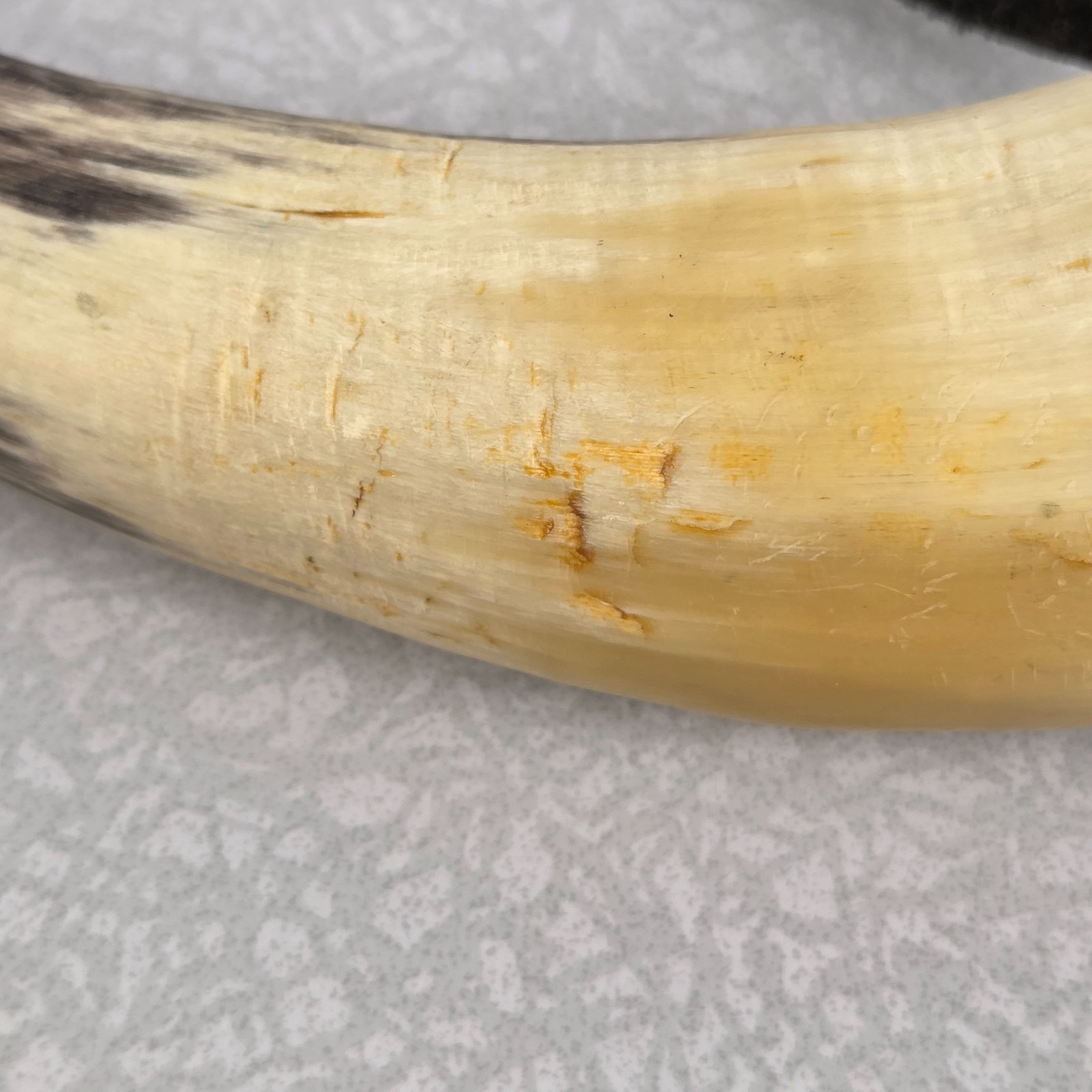 Powder Horn Natural Animal Horn Rustic Hunting Decor Prop Decorative 8"