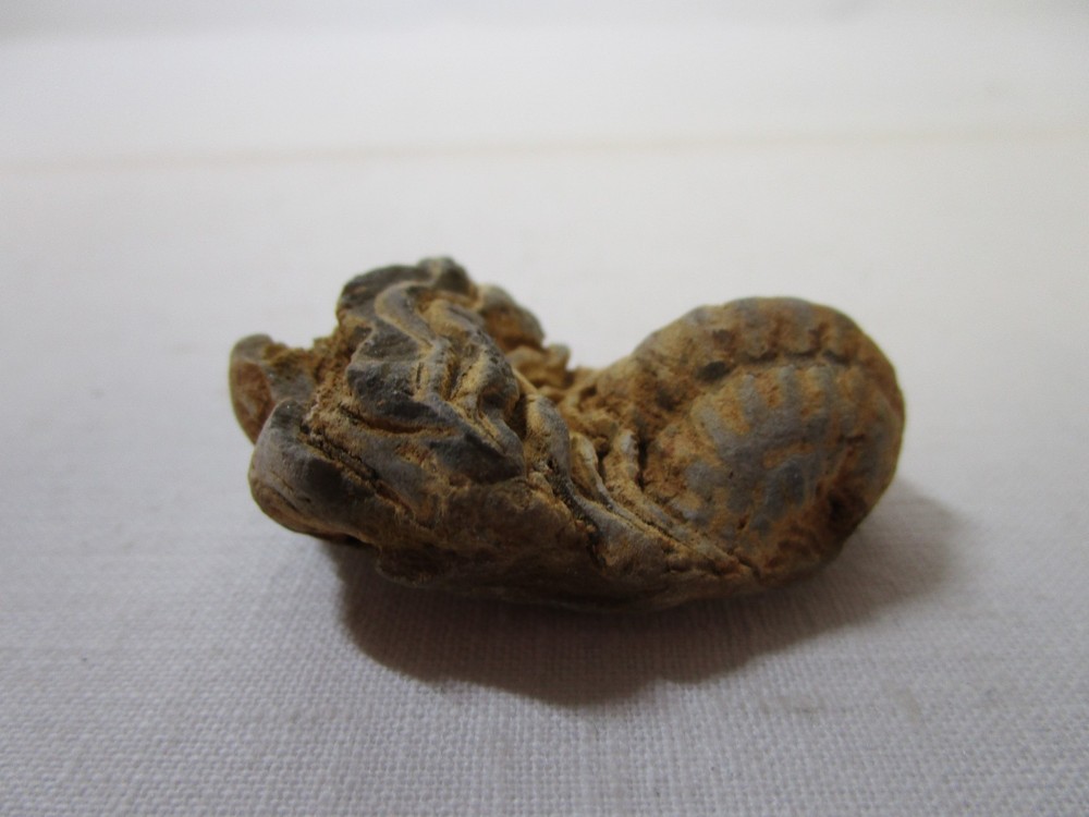 Trilobite Fossil Genuine 2"