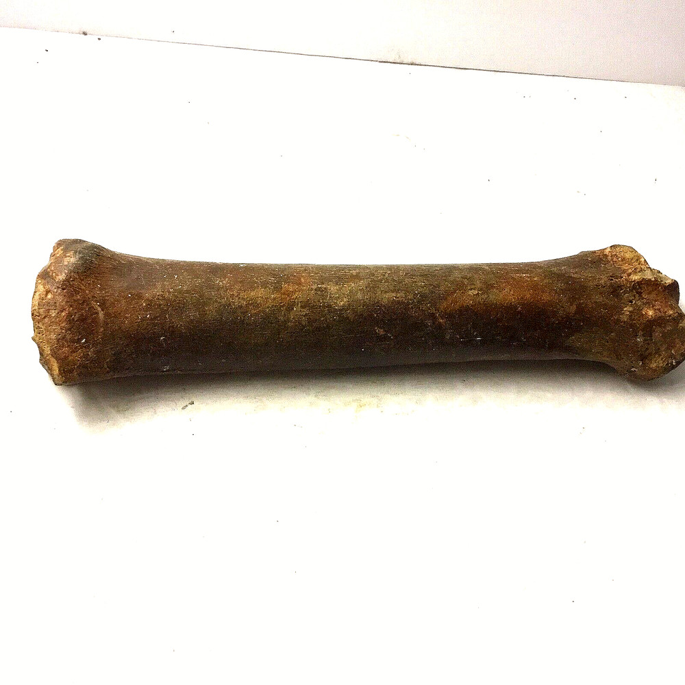 Prehistoric Early Horse Bone?
