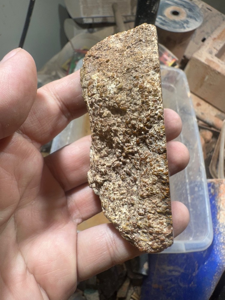 Dinosaur bone rough **hxtled end cut