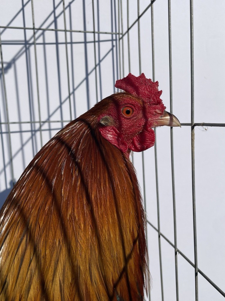 DoubleHFarm|| Fertilized 12 Hatching Eggs