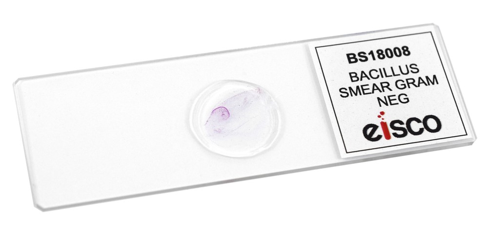 25pk Bacillus Smear, Gram(-), Prepared Microscope Slides - 75x25mm - Eisco Labs