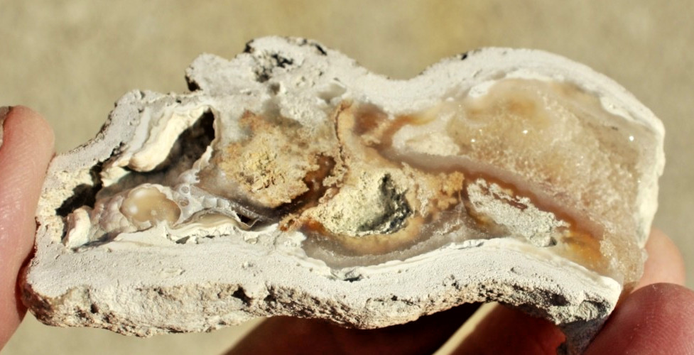 Polished Tampa Bay Fossil Coral Half • 3.0" Long/2.0 oz.