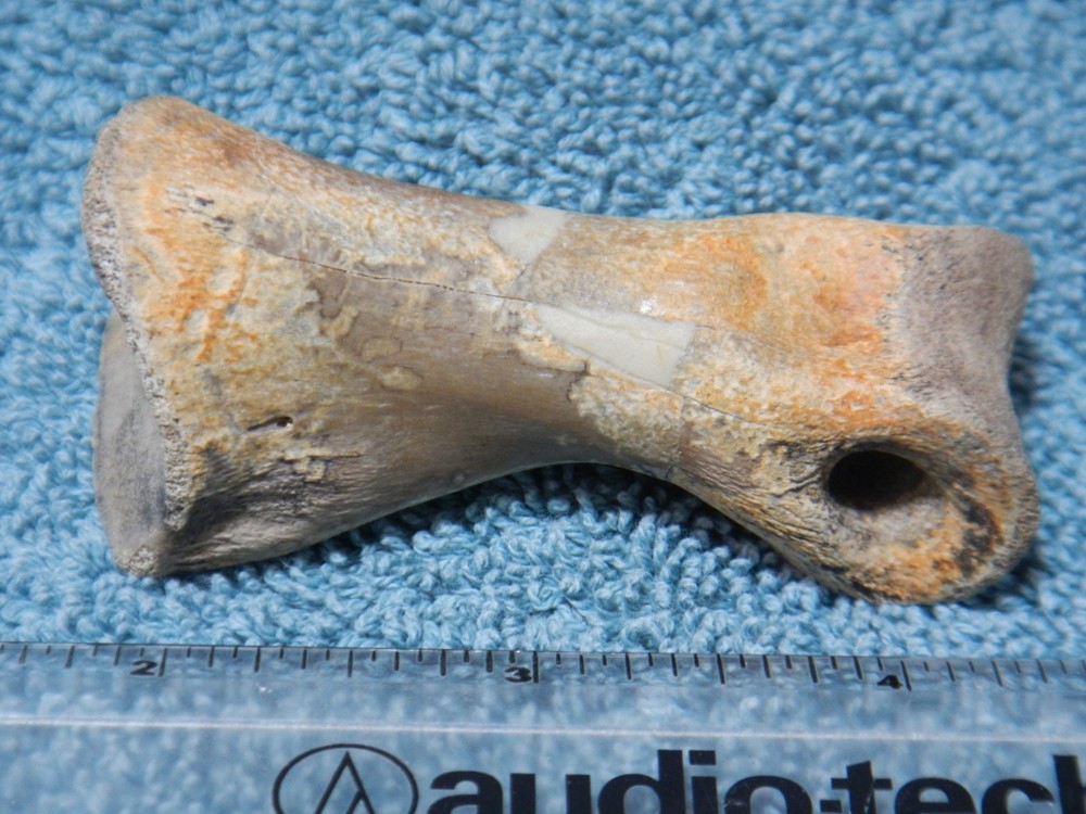 Fossil Toe Bone Struthiomimus Hell Creek Formation