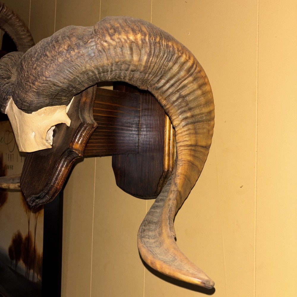 Hawaiin Ram Horns