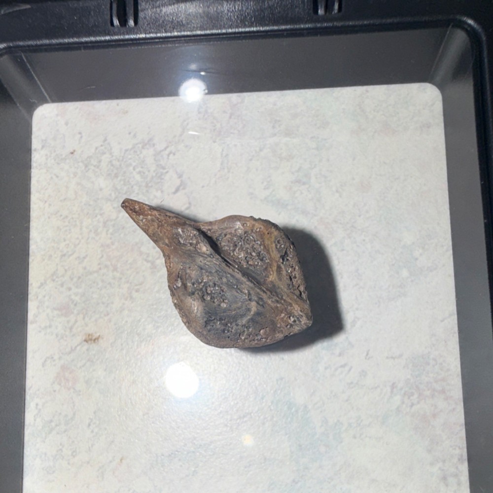 Fossilized Pufferfish scale with spike Specimen in Display Case
