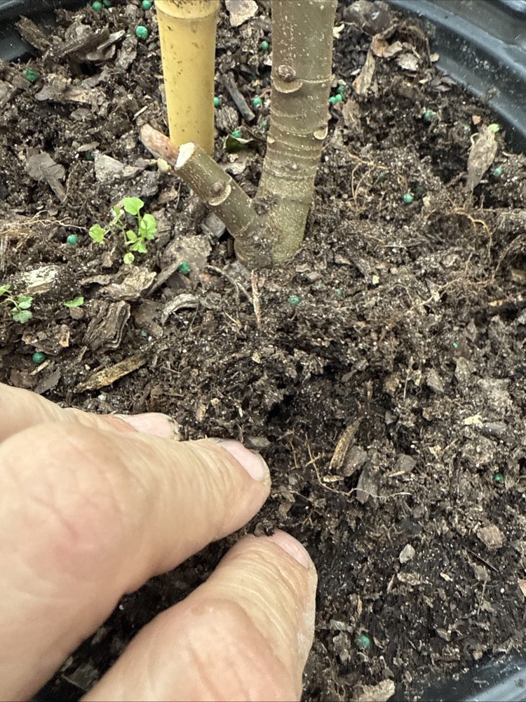 Kadota Fig tree