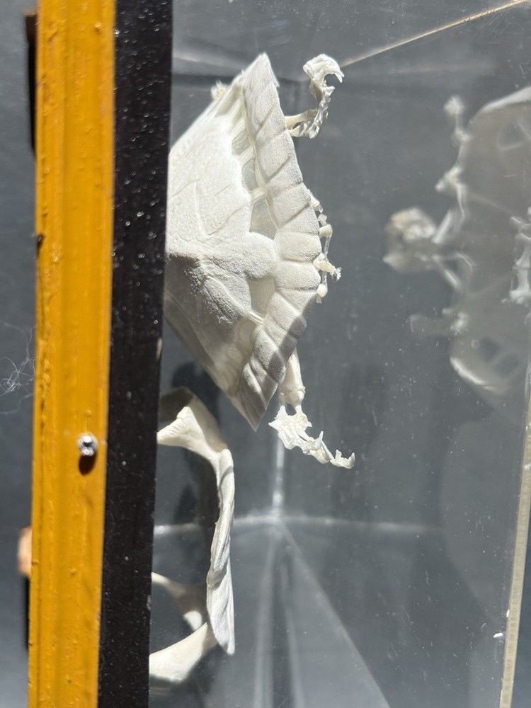 Encased Turtle Skeleton