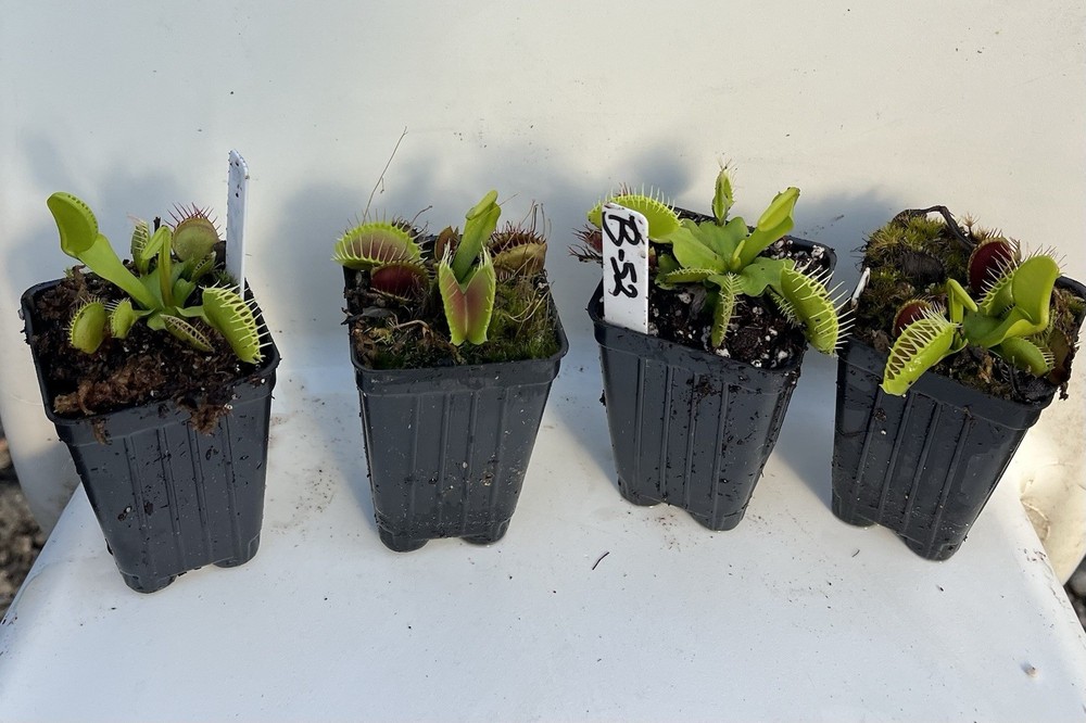 Dionaea Muscipula B52 Potted Venus Flytrap Plant