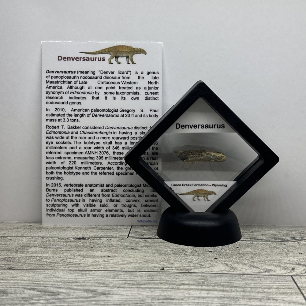 Denversaurus Extinct Dinosaur Partial Armor Scute Fossil in Display Case