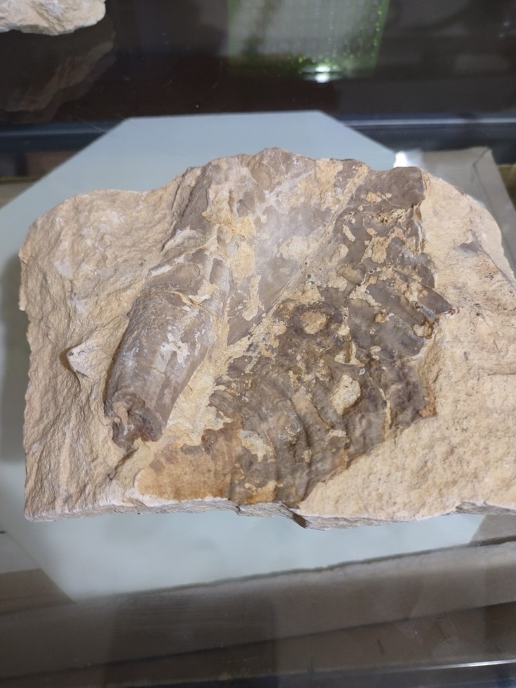 Unknown Fossil. Clam Shell And Bone?