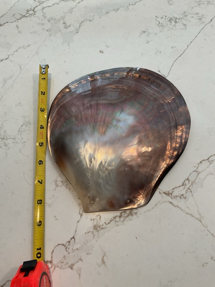 large shell 9” X 8”