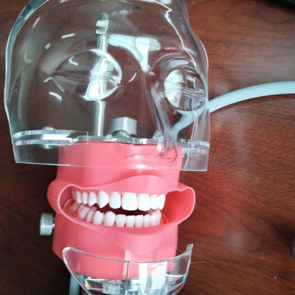 Dental Simulator Phantom Head Model Dental Preparation Support Display