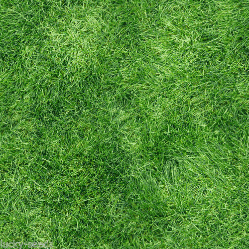 Pensacola Bahia Grass Seed "Premium Grade" - 2 Lbs.