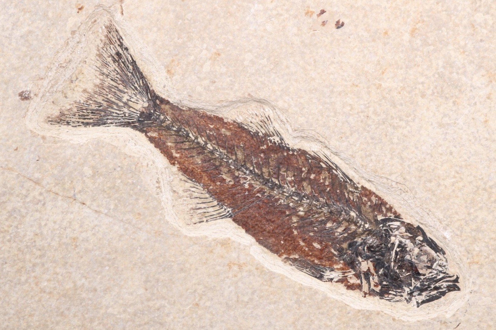 5.2" Mioplosus Fossil Fish Fossil Lake Green River Fm Wyoming WY COA 11740