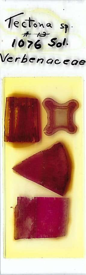 Tectona sp. Microscope Slide